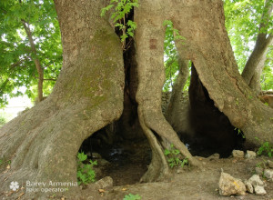 Սխտորաշենի տնջրի