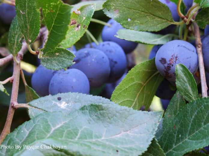 wild plum